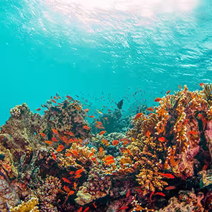 Coral Reef