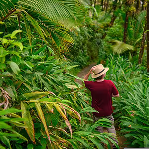 Walking through Rainforest