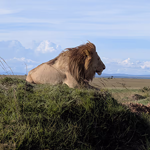 A Lion seen on Safari