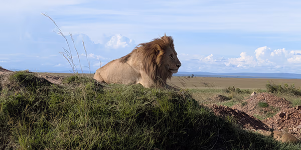 A Lion in Kenya