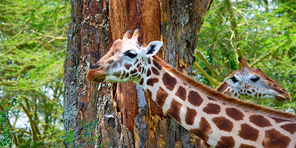 Giraffe in Kenya