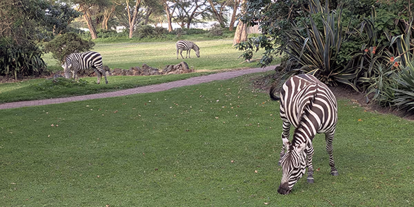 Zebra at a Hotel