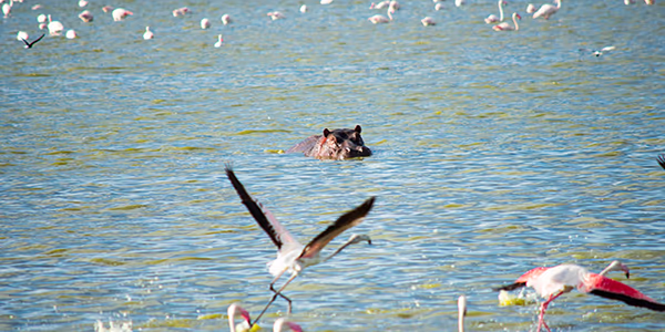 Hippo and Flamingo